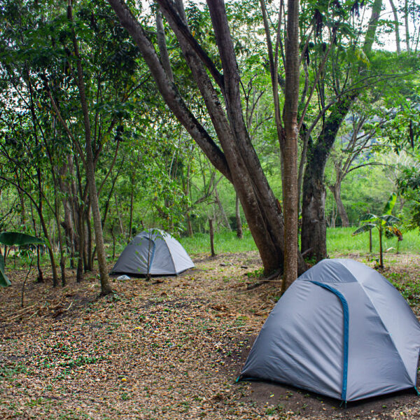 camping, mejor lugar de camping, árboles,